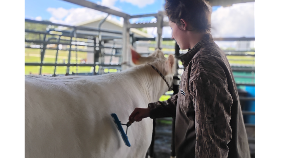 Show-Cattle Comb